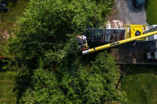 Worker trimming trees from aerial lift truck.