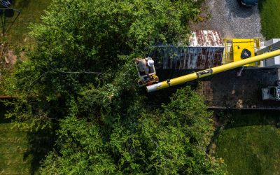The Benefits of Professional Tree Services: Why DIY Isn’t Always the Best Option