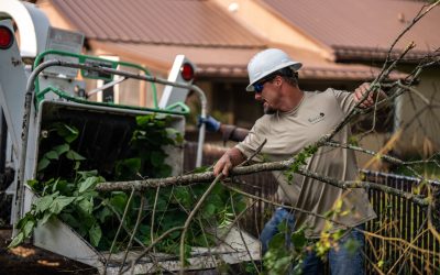 Premium Tree Care Services in Asheville by BuckTom Services