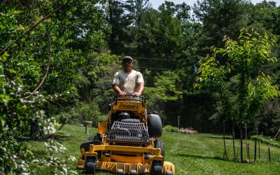 Maximizing the Health and Beauty of Your Trees with BuckTom Services in Asheville